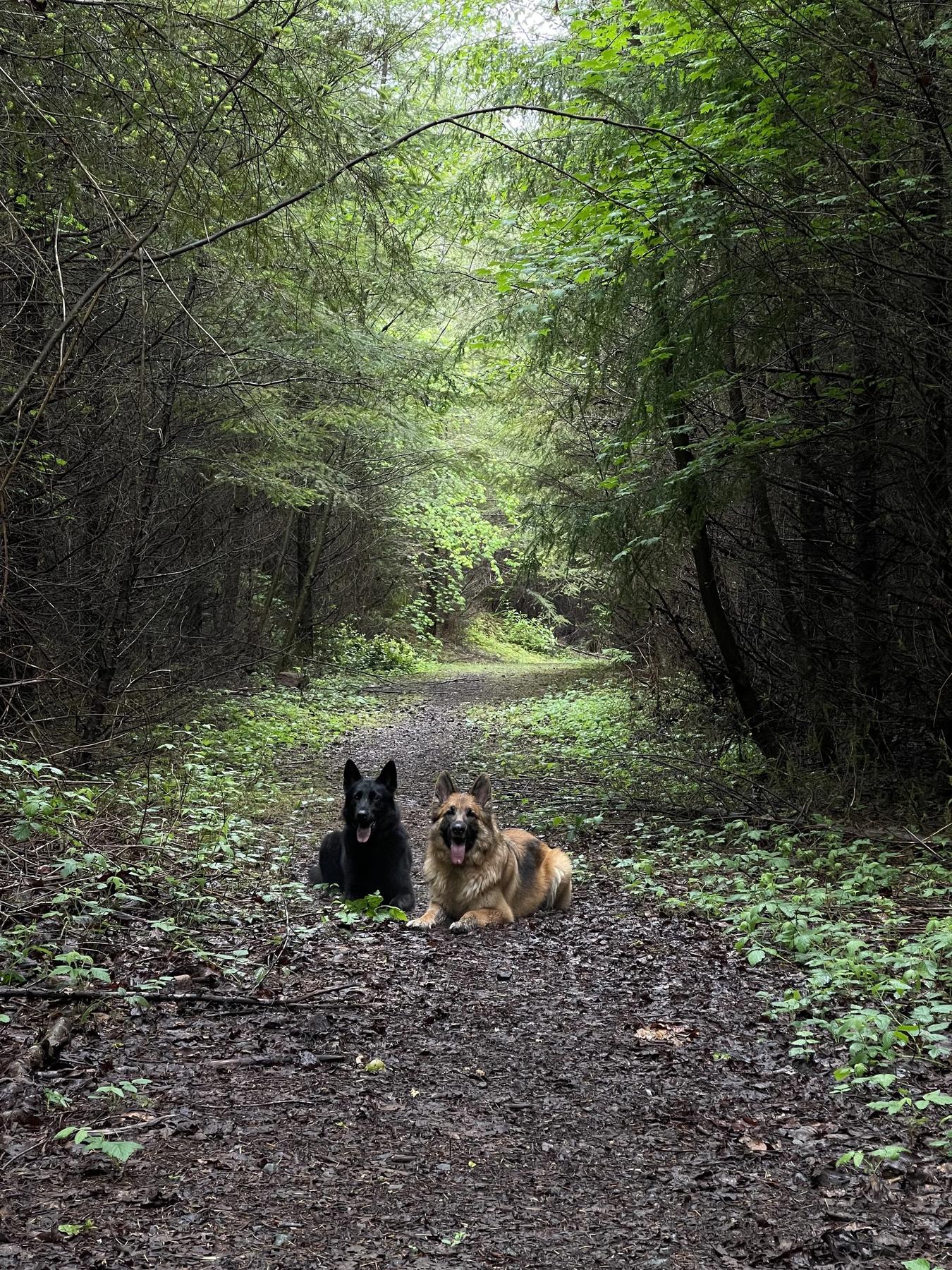 Adaptive K9 LLC