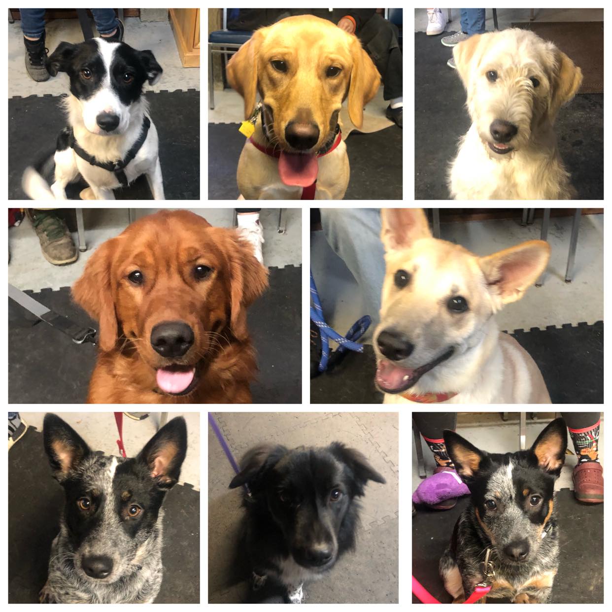 Sunny Lane Canine Academy