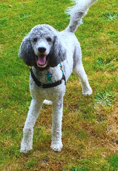 Cultivated Canines