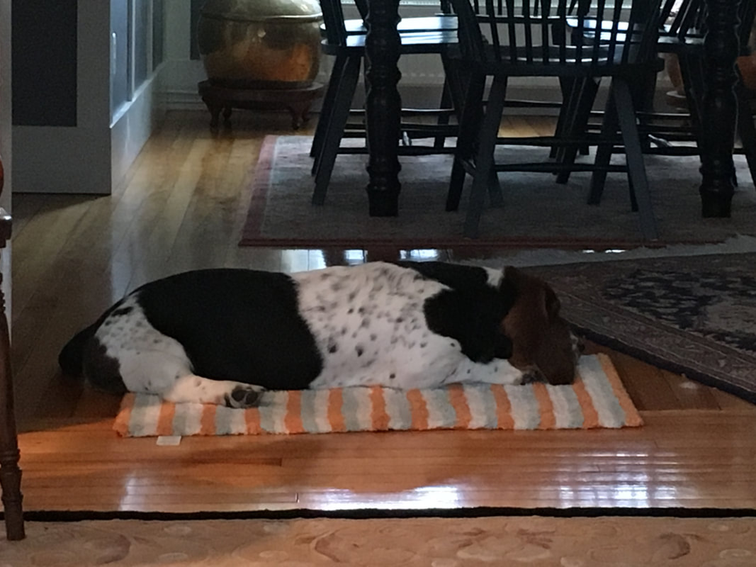 The Dog Chapter