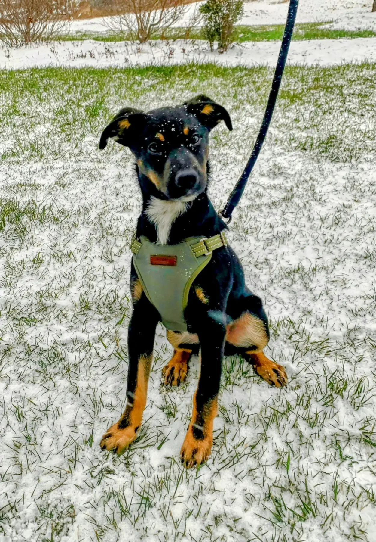 Pride and Joy Dog Training — dog trainer in Cambridge, MA