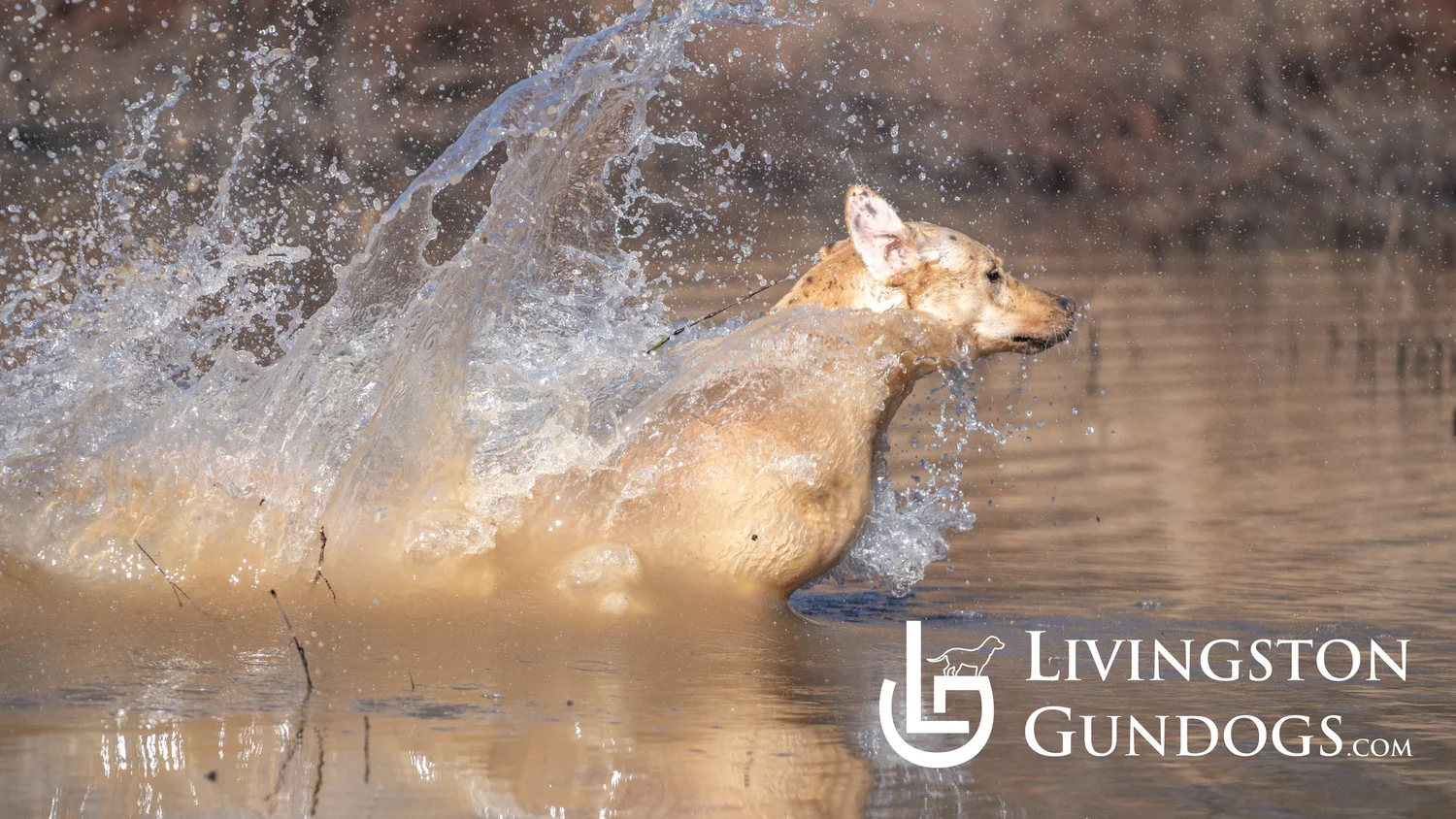 Livingston Gundogs Atlantic – British Labradors