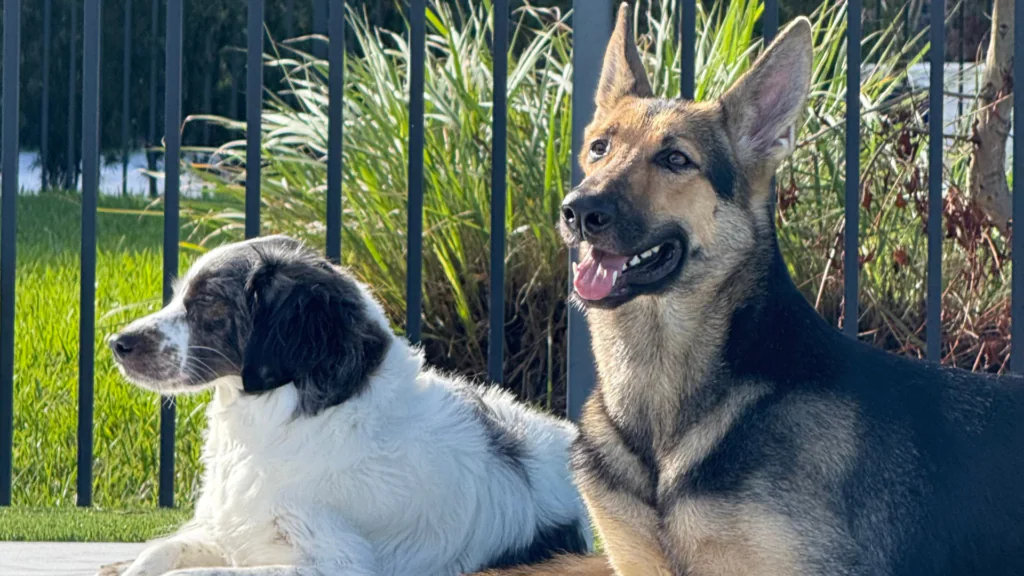 Onyx K9 – Dog Training