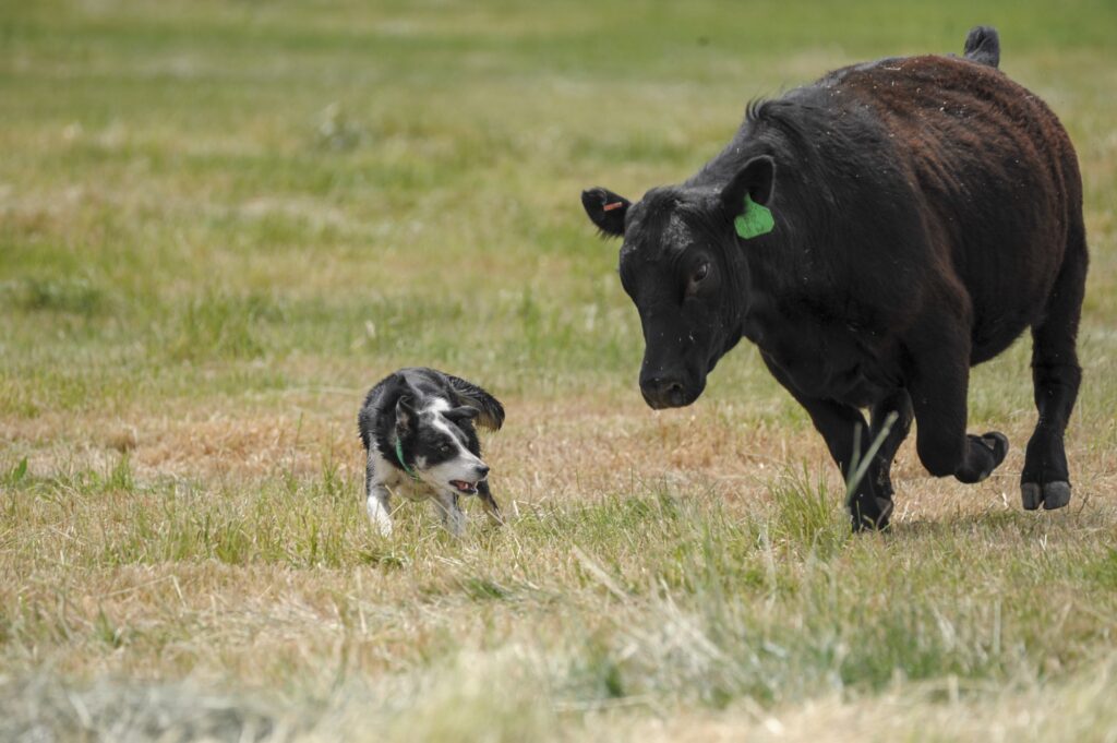 Single Malt Stockdogs