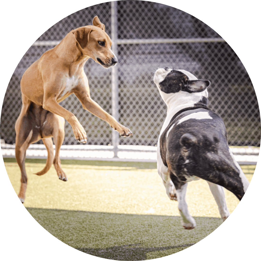 Bark & Zoom