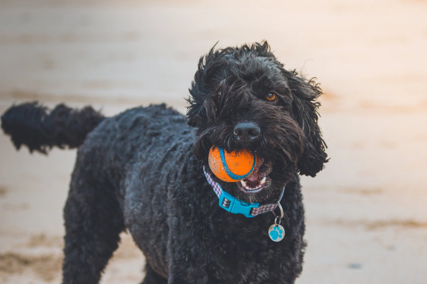 Treasure Coast Dog Training