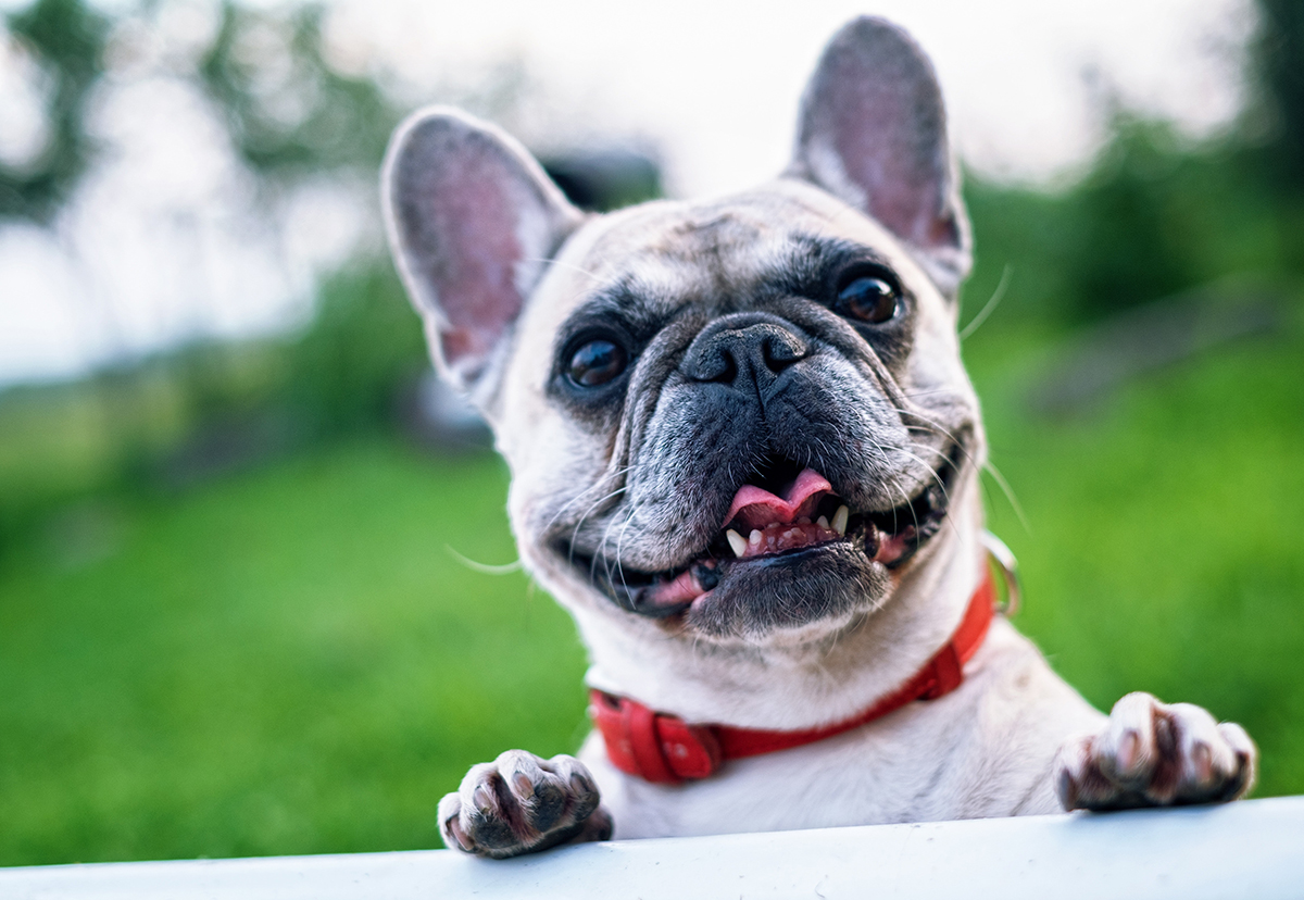 Dog.N.It Hotel and Daycare
