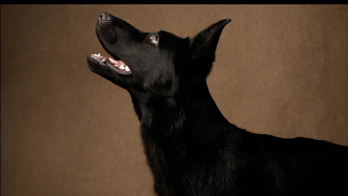 Gentle Way Canine