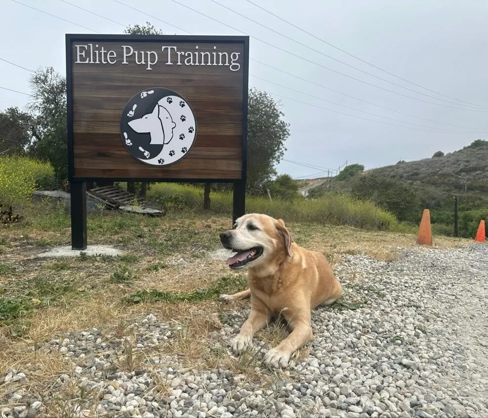 Elite Pup Training — dog trainer in Santa Barbara, CA