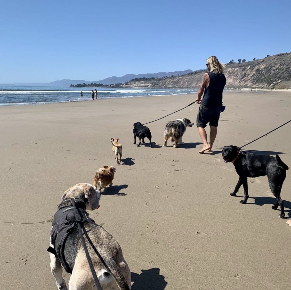 Walk n’ Roll K9