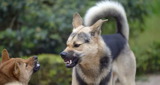 Bark Busters Treasure Coast