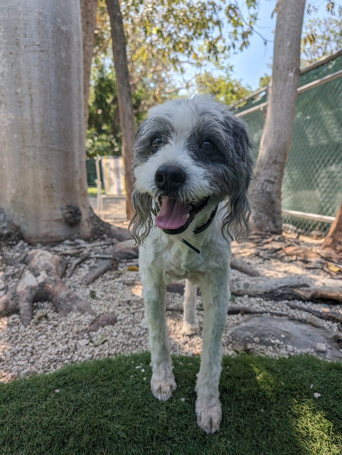 Zoomies pet villas