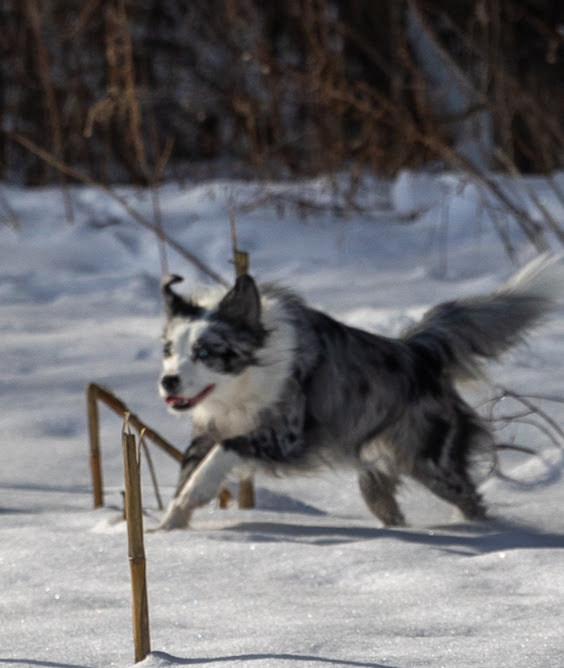 playful pup dog training