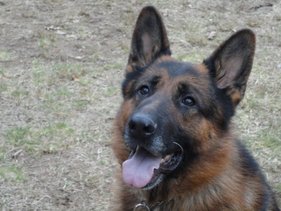 Advanced Canine Concepts llc. — dog trainer in Middletown, CT