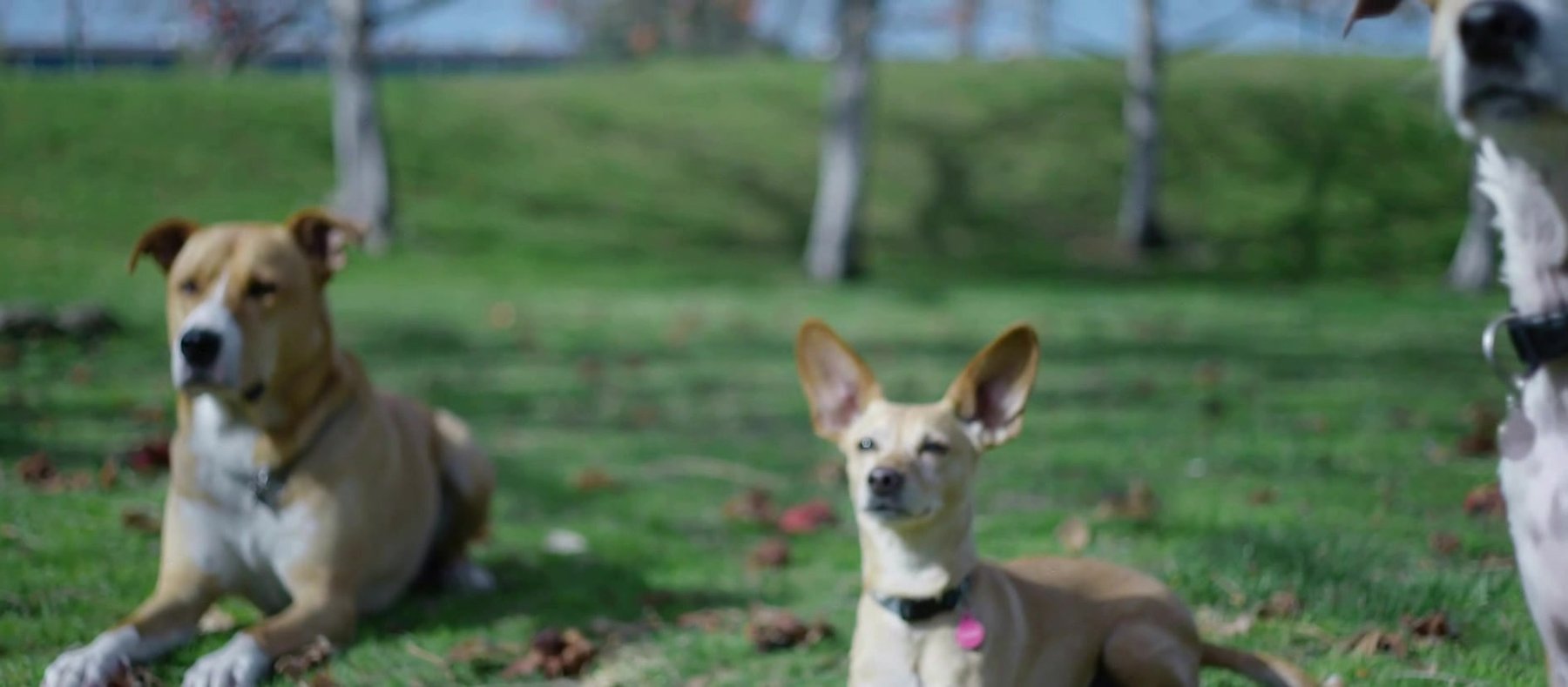 North Fork School for Dogs