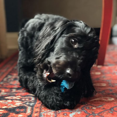 Calling All Canines
