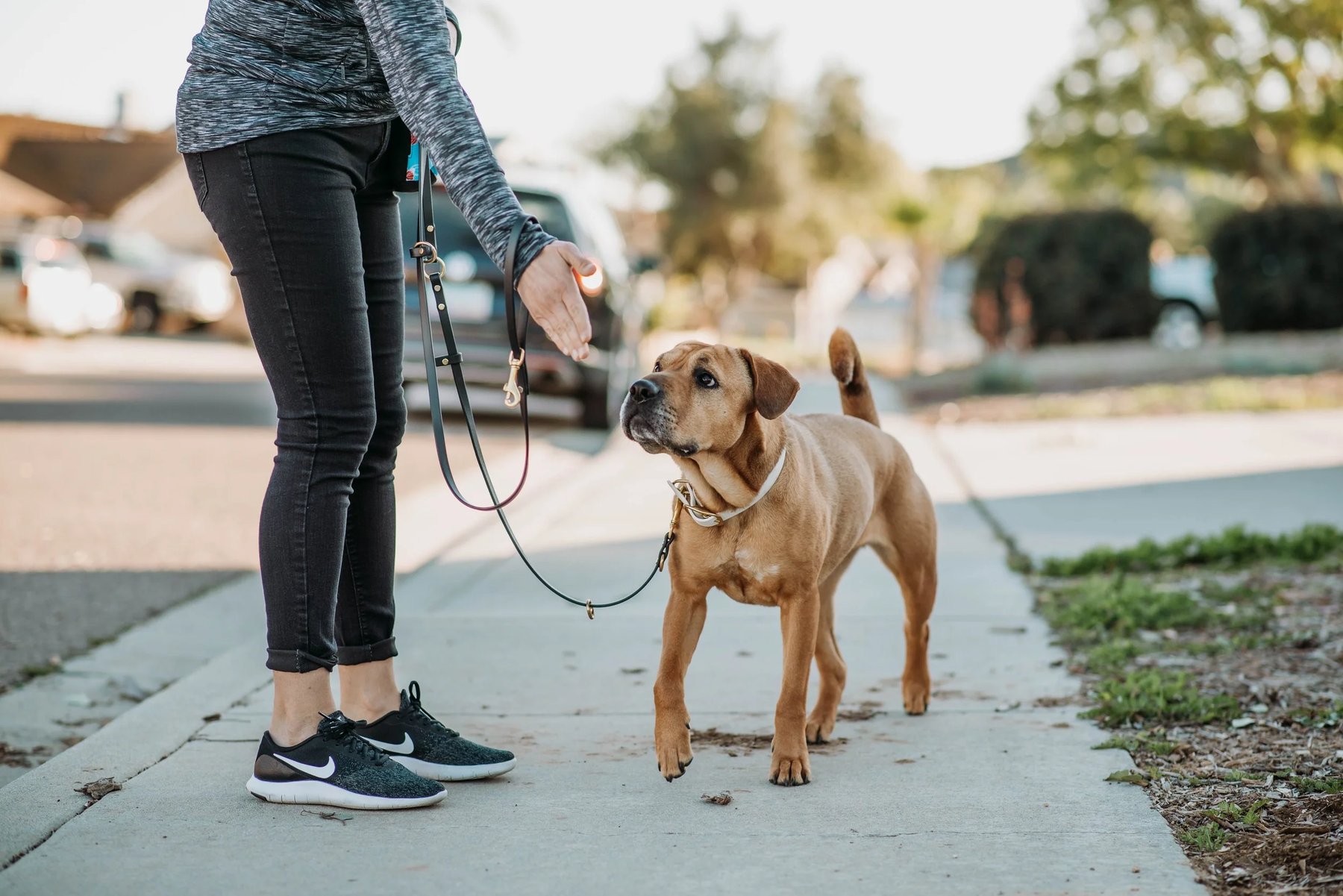 Aloha Positive Dog Training