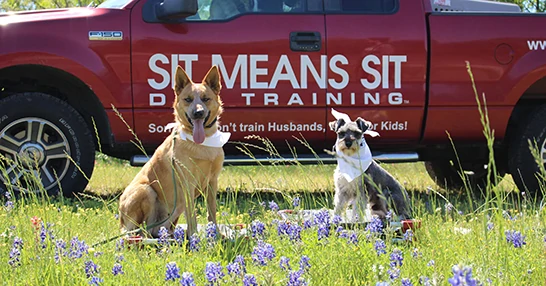 Sit Means Sit Dog Training College Station