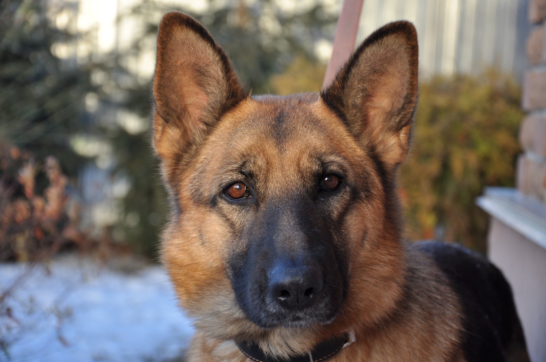 All Breed Dog Training