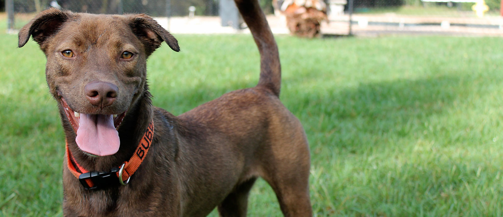 Julington Creek Animal Walk