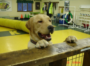 AllBreeds Canine Training Center — dog trainer in Nashua, NH