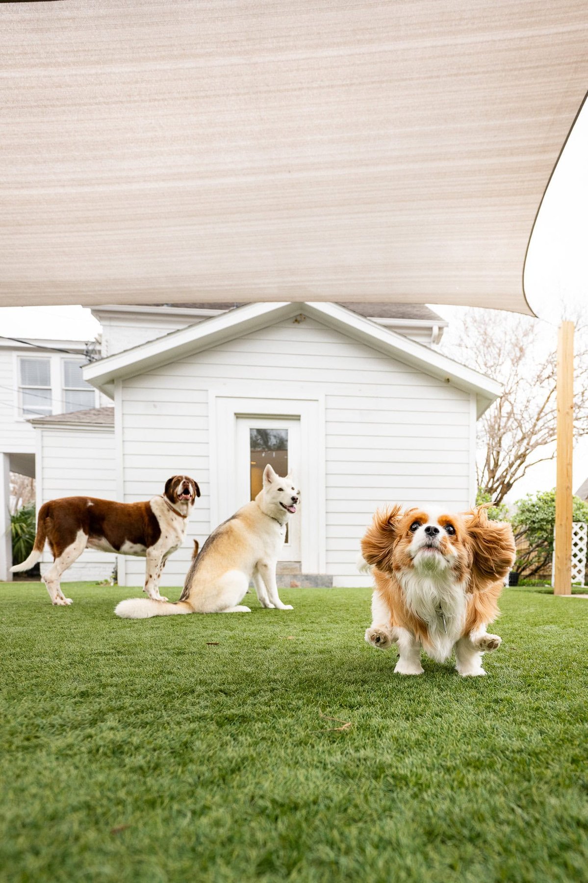 DOGMAN Training — dog trainer in Houston, TX