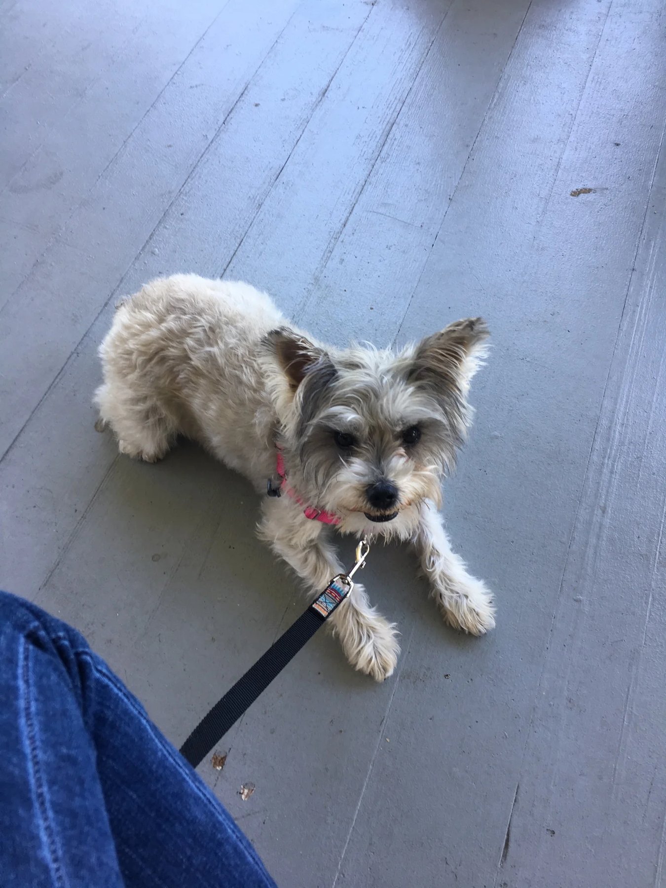 George & Friends Dog Training Portland, Oregon