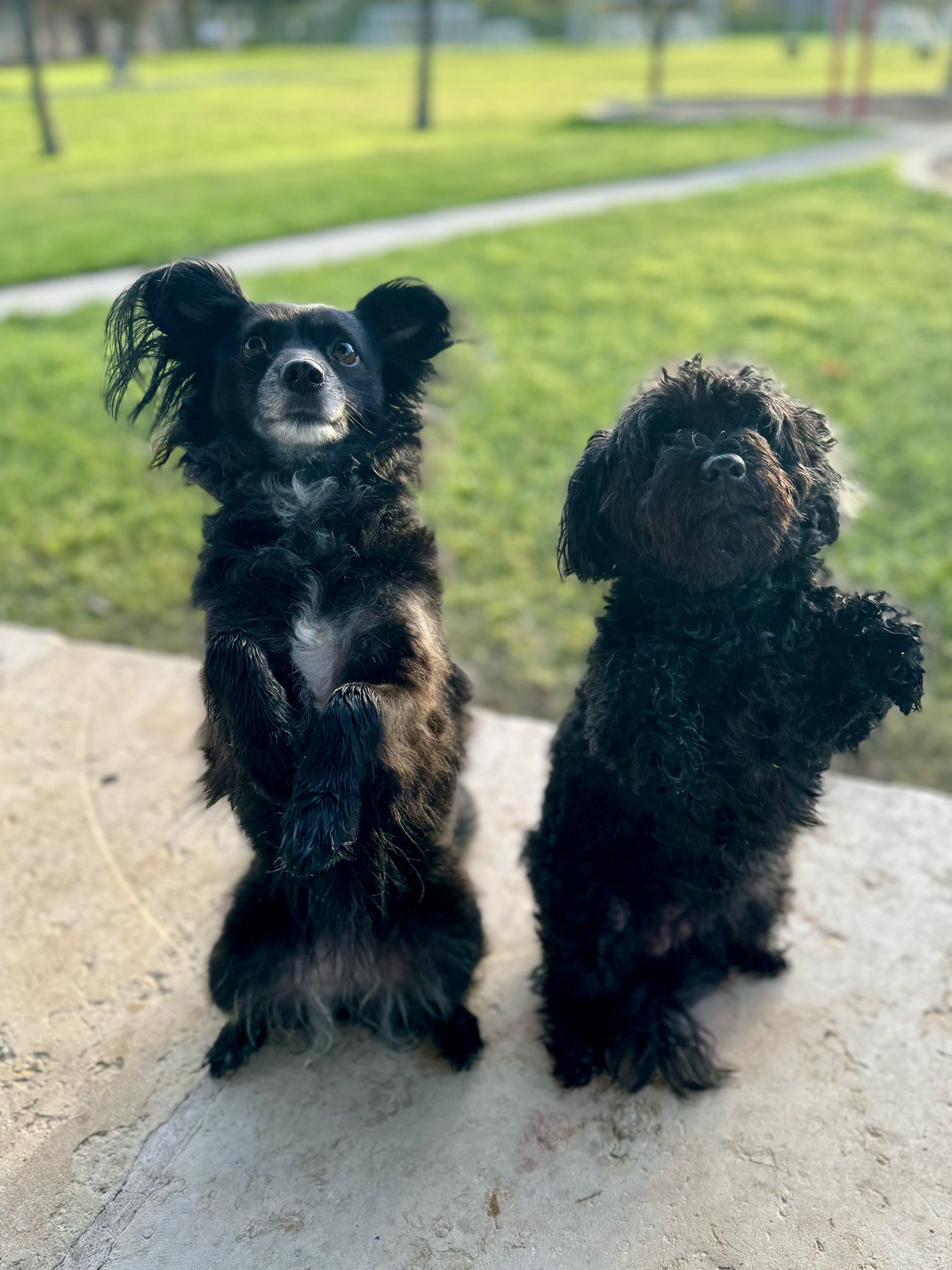 Open Gates Dog Training