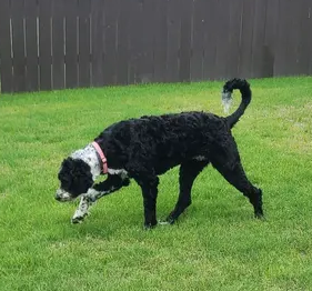 Palmer Pet Care