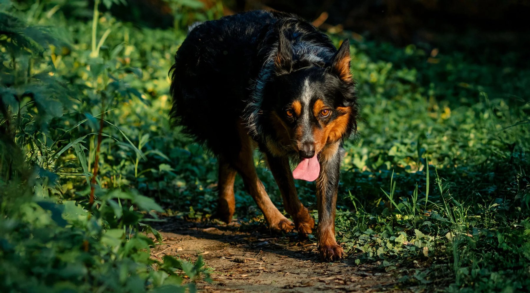 Connected Canine Training