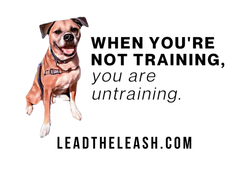 Lead the Leash Dog Training and Behavior — dog trainer in White Plains & Westchester, NY