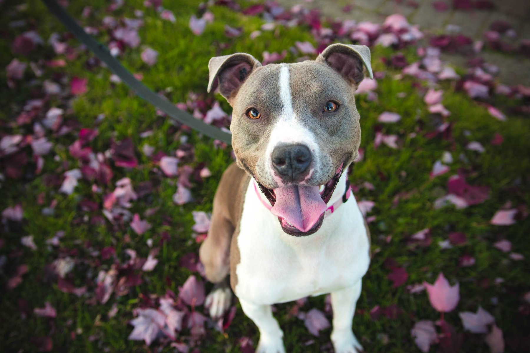 Happy Tails Dog Training Center