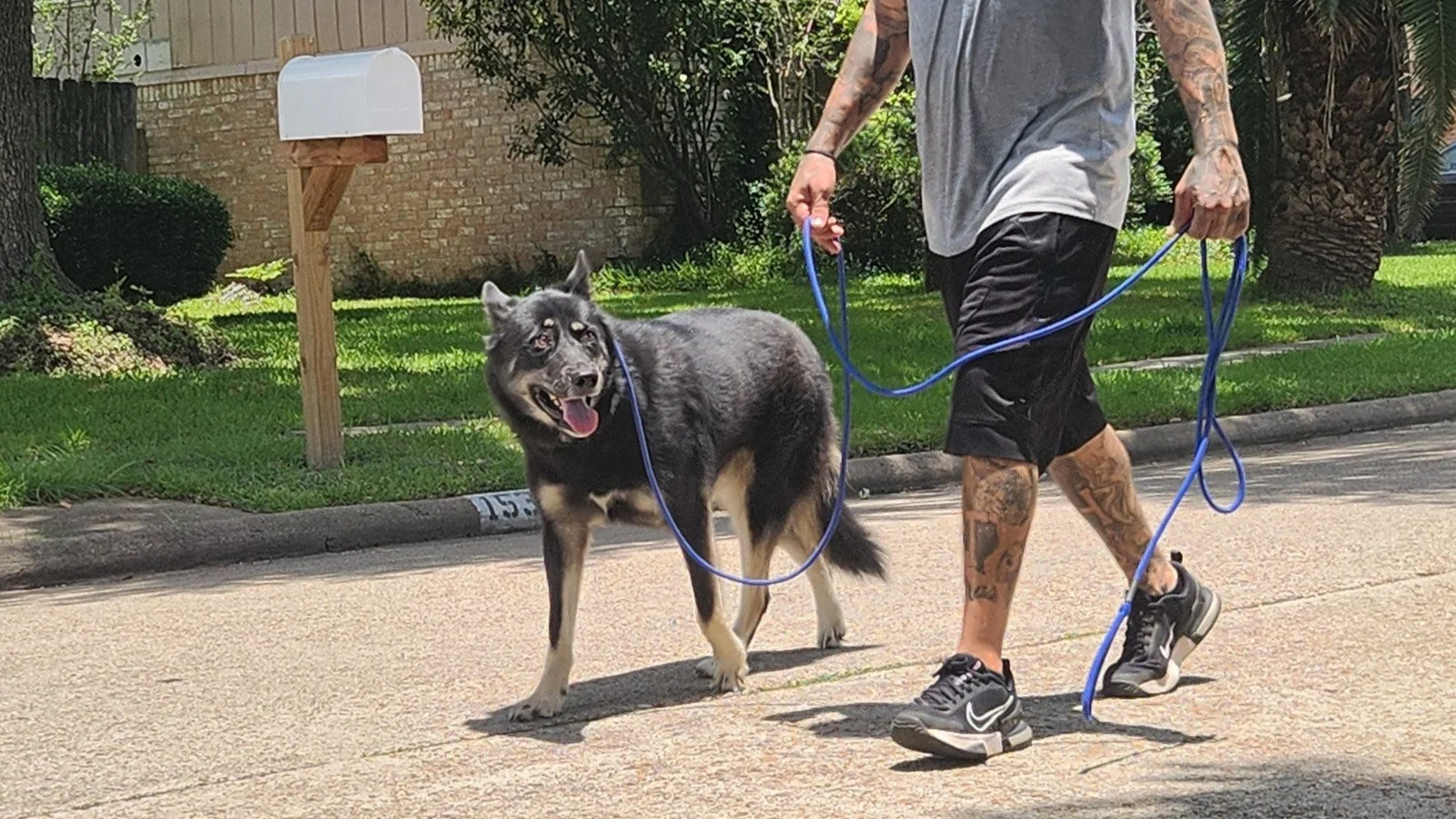 Bark to Brilliance K9 Behavioral Training