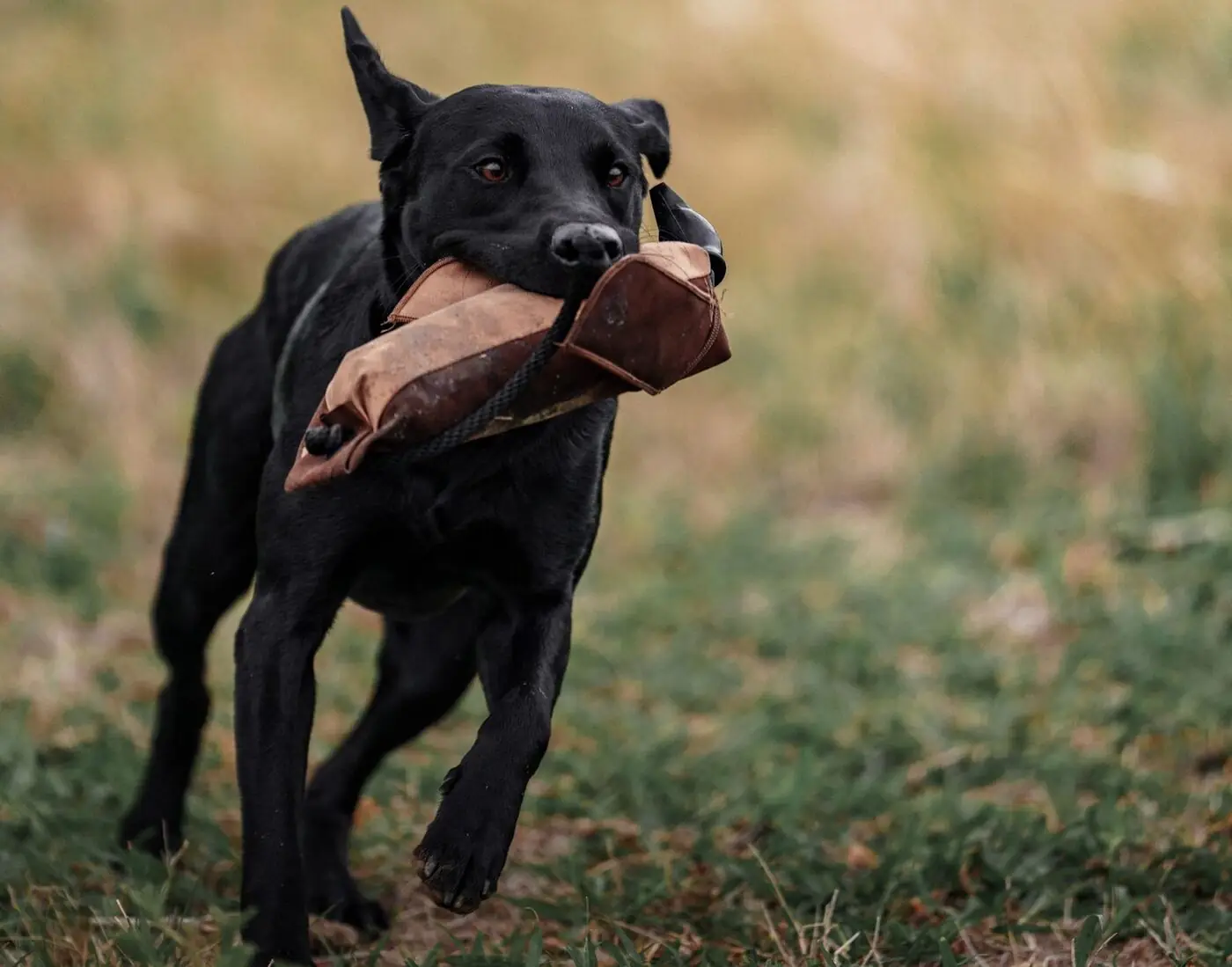 McKinney Gundogs — dog trainer in McKinney, TX