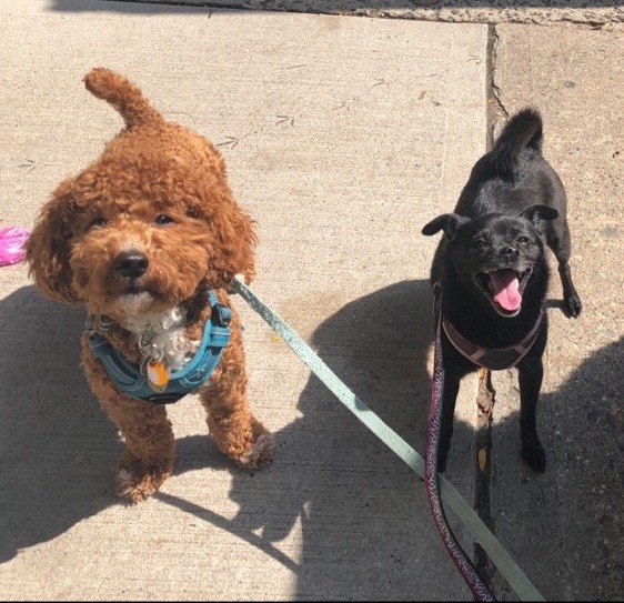 Dog Star Academy — dog trainer in Red Bank, NJ