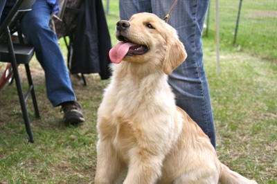 Starvale Goldens