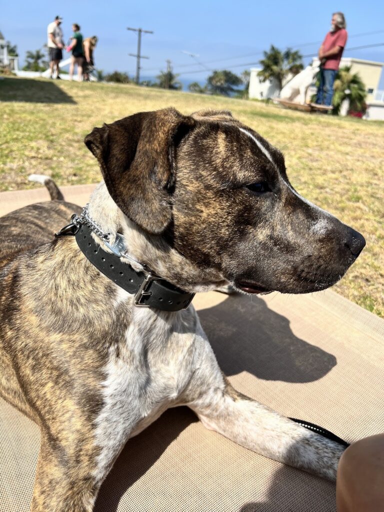 Night and Day Dog Training