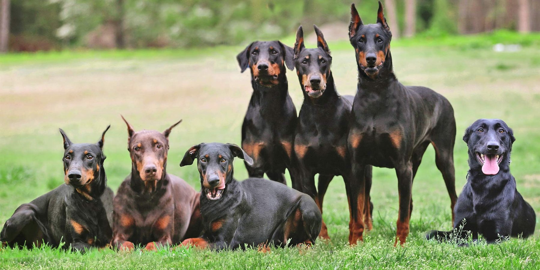 J Mac K-9 Dog Training — dog trainer in Atlantic City, NJ