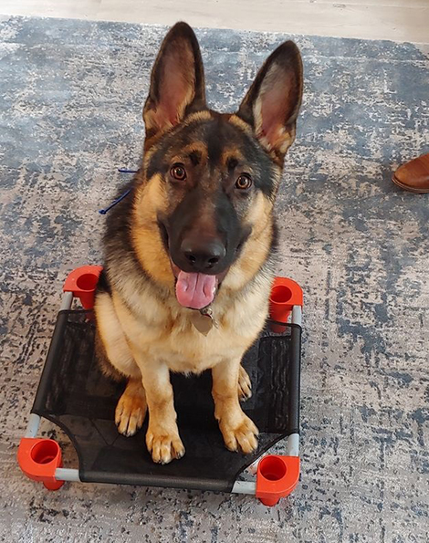 Pawsitive K9 Academy — dog trainer in Waldorf, MD