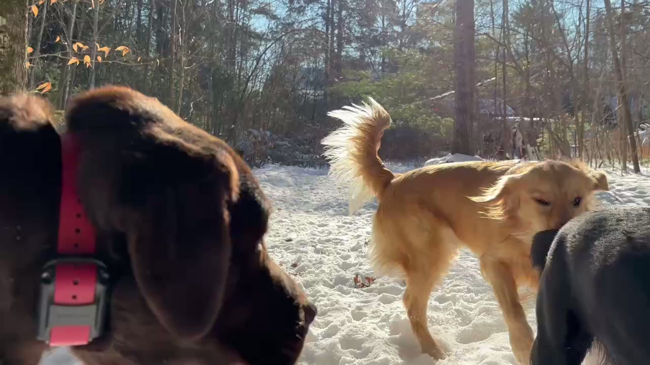 C.F. Pawsitive Packleader Doggie Daycare & Training