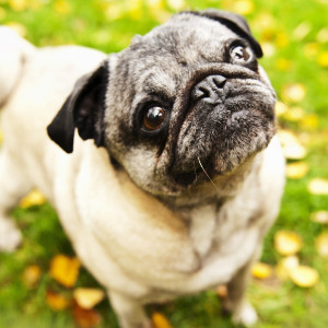 Buster & Lilly’s Doggie Daycare & Boarding