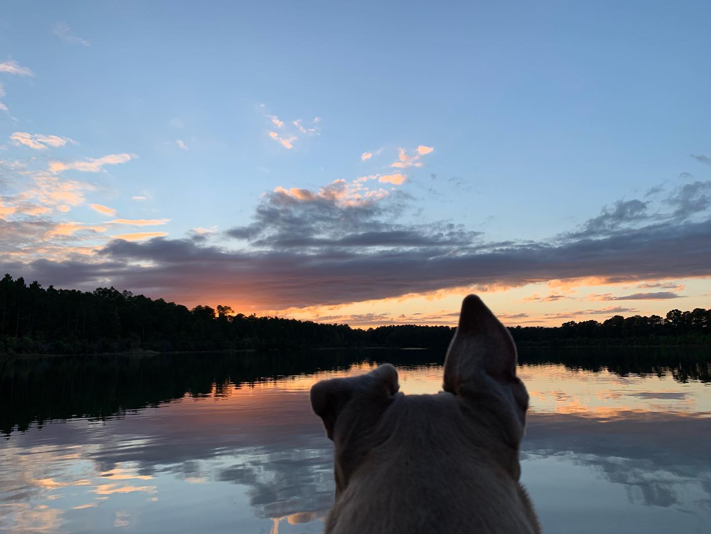 Cape Fear Holistic Dog Training