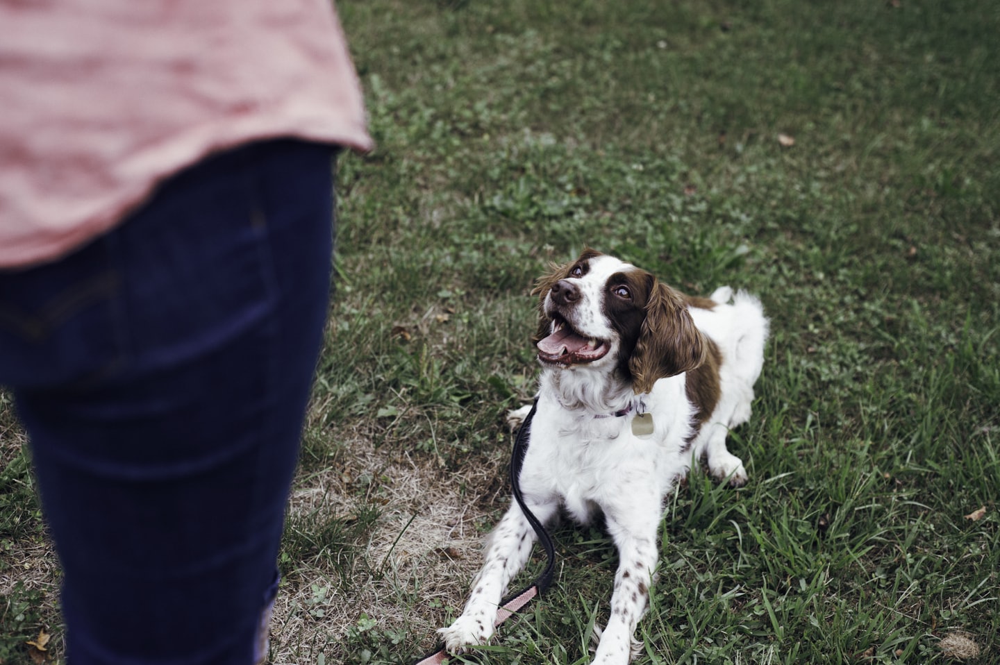PET POP-INS LLC, DOG TRAINING & BEHAVIOR CONSULTING — dog trainer in Nashua, NH