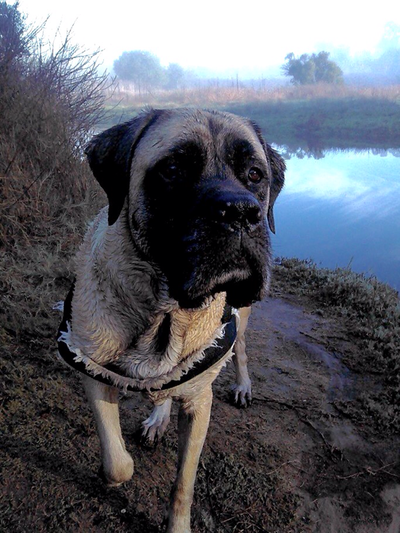 Woof work dog training
