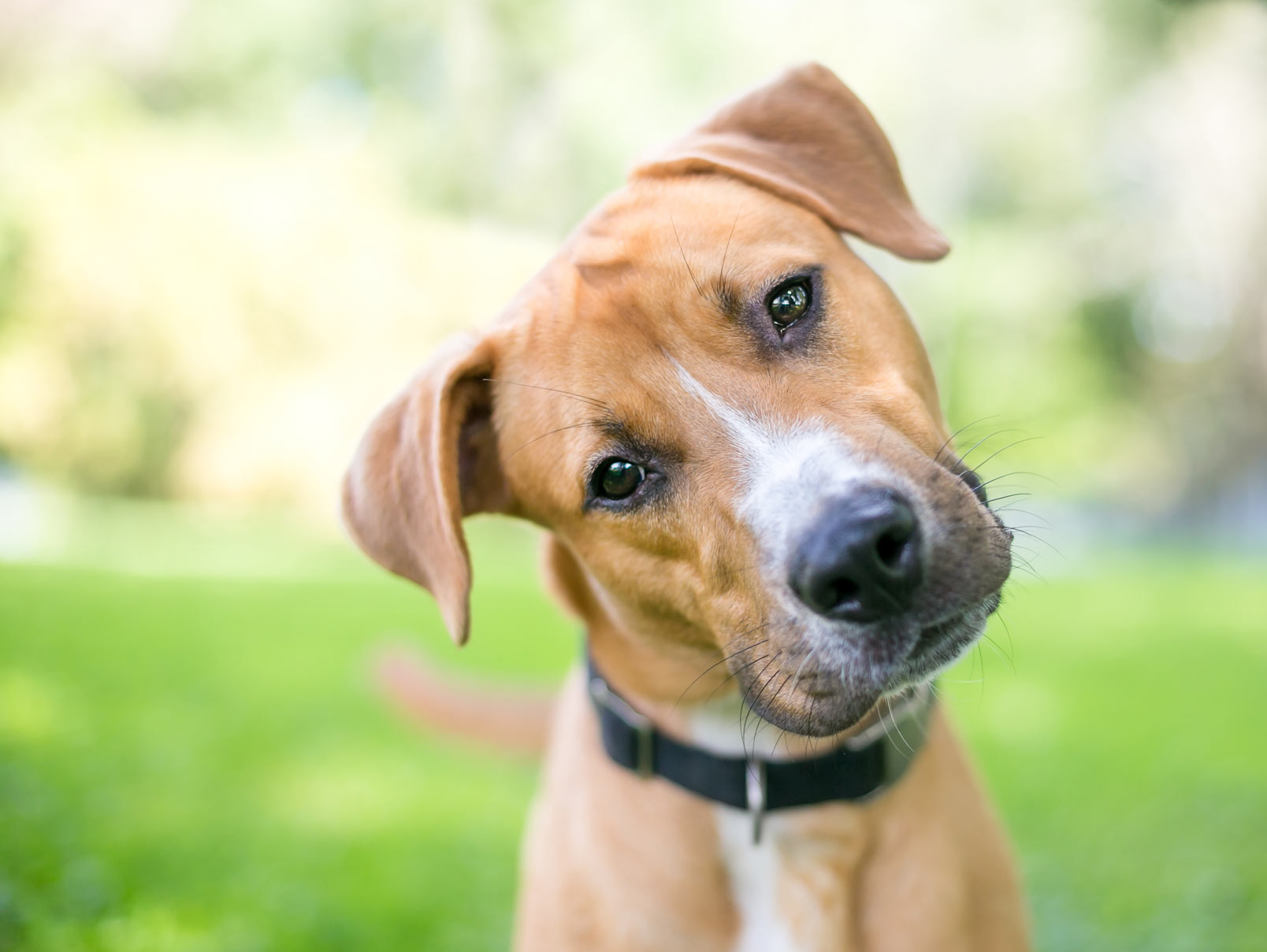 Statera Obedience — dog trainer in College Station, TX