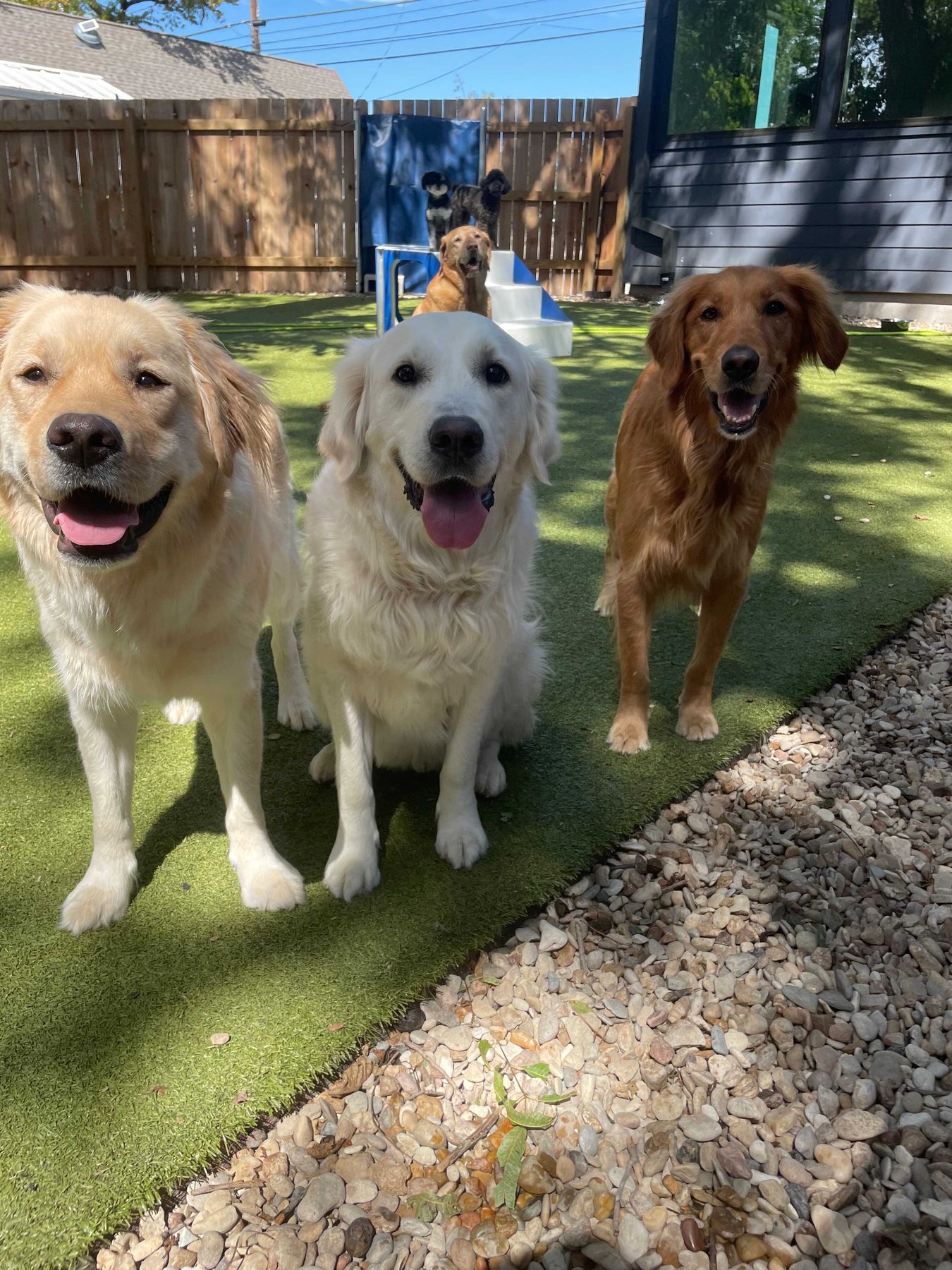 Doggie Howser Pet Social Club