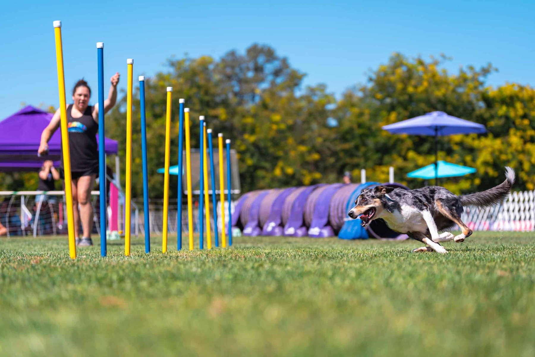 Run Wild Dog Sports & Training Center
