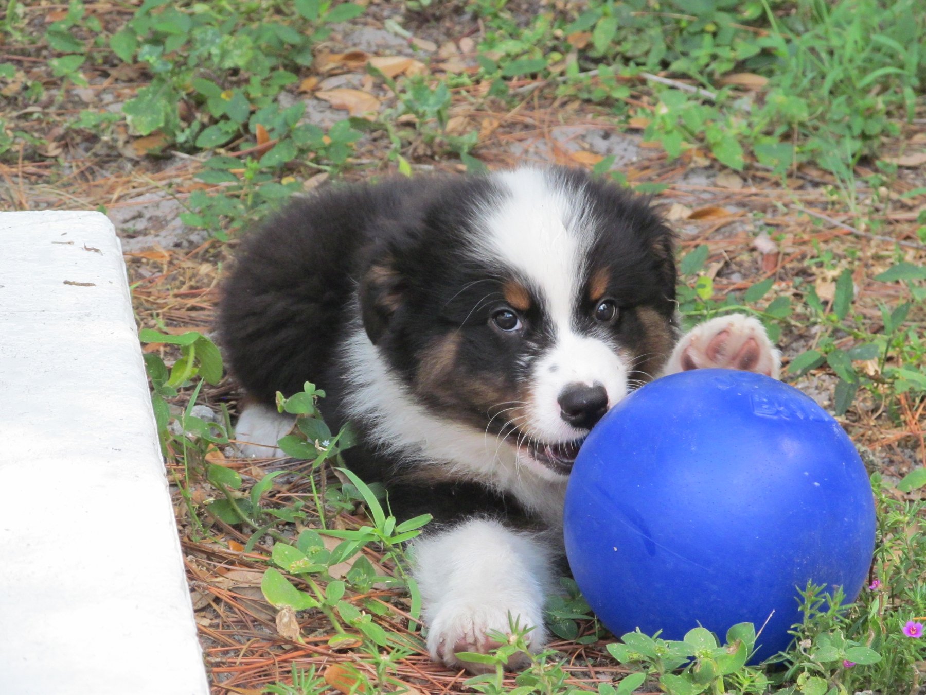 Listen-Up Puppy Training, LLC