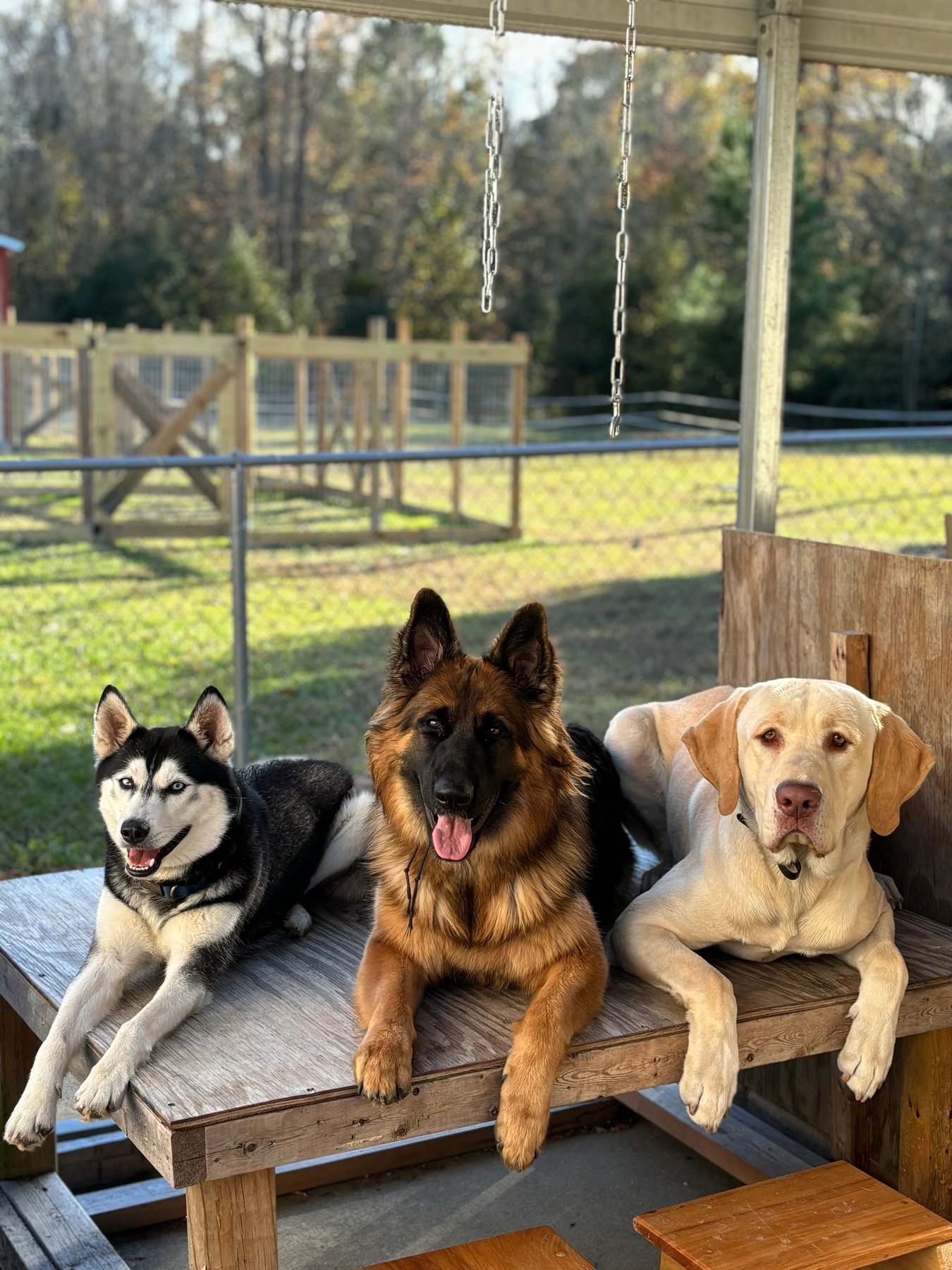 Truly Clear Dog Training