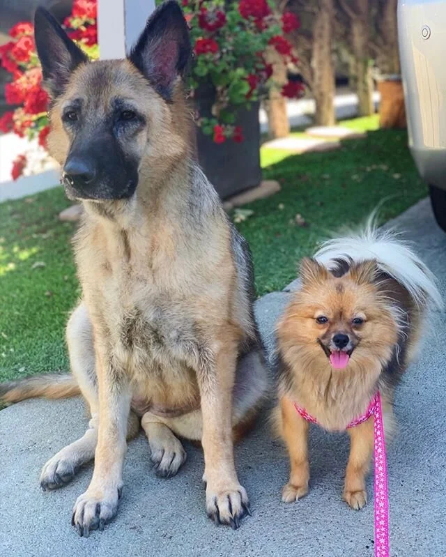 LA Dog Experts
